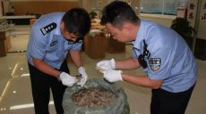 В Китае задержан контрабандный товар: партия морских коньков