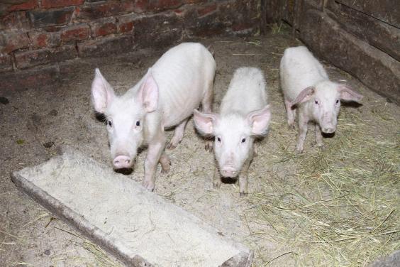 В ХОГА заявили, что победили чуму свиней на Харьковщине