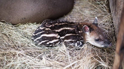 В Харьковском зоопарке впервые за 20 лет в Украине родился детеныш тапира (видео)