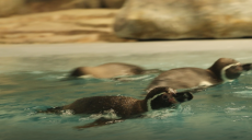 Впервые в истории в Харьковском зоопарке появились пингвины (фото, видео)