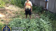 Харьковчанин вырастил во дворе 500 кустов конопли (фото)