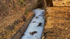 В Харькове в реке обнаружен сброс неизвестного вещества (фото)