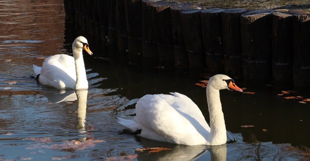 Лебедей из парка Горького отправили на зимовку в зоопарк