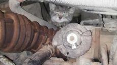 В Харькове из-под капота автомобиля достали очередного котенка (фото)