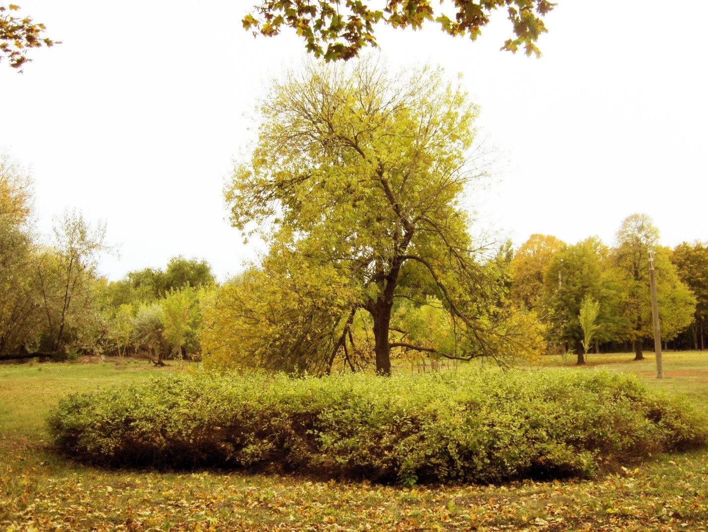 Парк Зеленый гай в Харькове