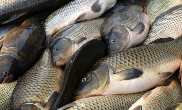 На рынках Харьковщины контролеры снимают с продажи рыбу без документов