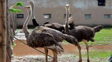 В Японии разыскивают 54 гигантских страусов эму — беглецы опасны для людей