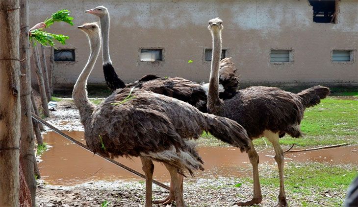 В Японии разыскивают 54 гигантских страусов эму — беглецы опасны для людей