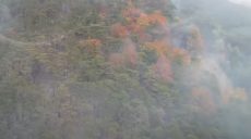 В Австрии горит лес: спасателям не удается локализовать огонь (видео)