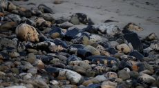 У берегов Калифорнии — экологическая катастрофа (видео)