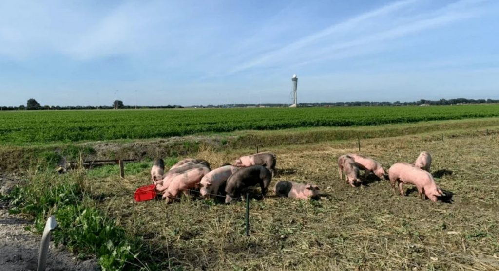 В аэропорту в Нидерландах свиньи спасают самолеты от птиц (фото)