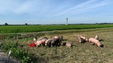 В аэропорту в Нидерландах свиньи спасают самолеты от птиц (фото)