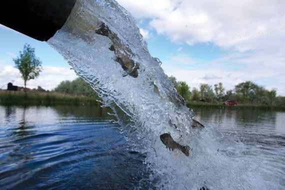 На Харьковщине зарыбили водоем в Изюмском районе