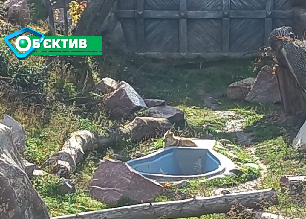 В Харьковский зоопарк привезли новых полярных волков - фото 2