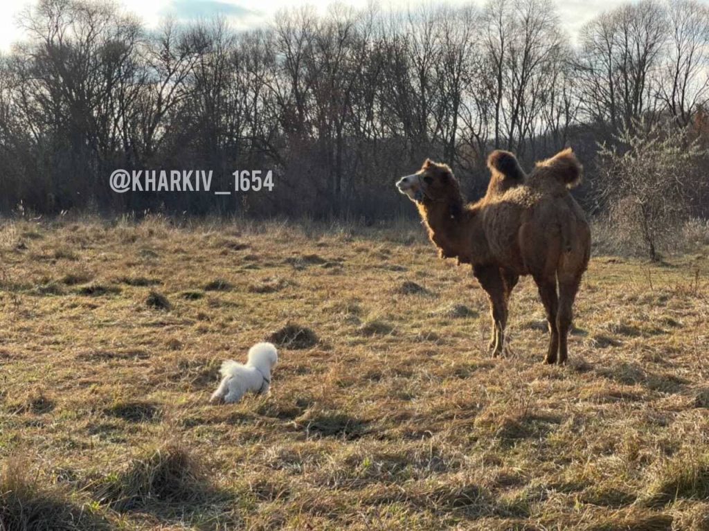 В полях Харьковщины гуляет верблюд (фото)