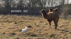 В полях Харьковщины гуляет верблюд (фото)
