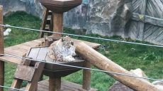 Харьковский зоопарк — 100 дней после открытия (фото, видео)