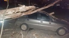 Циклон Бенедикт. 35 деревьев и более 50 крупных веток упали в Харькове