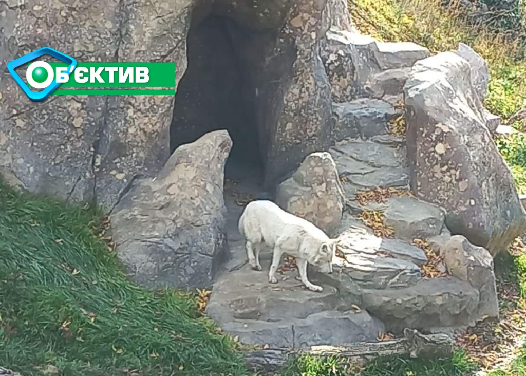 В Харьковский зоопарк привезли новых полярных волков - фото 1