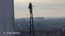 Харьковчанка «под наркотиками» залезла на электростолб под напряжением (фото)