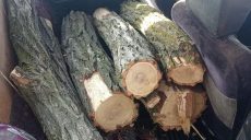 На Харьковщине поймали нелегальных лесорубов (фото)