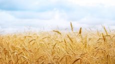 В Украине упростят процедуру смены собственника земли сельхозназначения