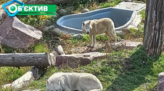 В Харьковском зоопарке появились два новых полярных волка (фото)