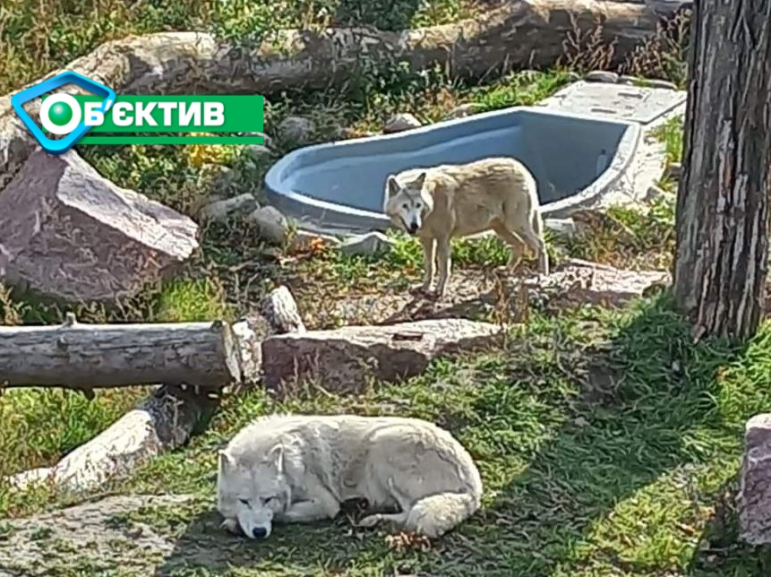 В Харьковском зоопарке появились два новых полярных волка (фото)