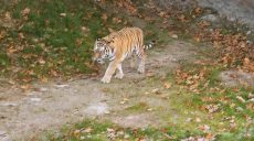 В Харьковском зоопарке на «Тропу тигра» вышел тигр Елисей (фото, видео)