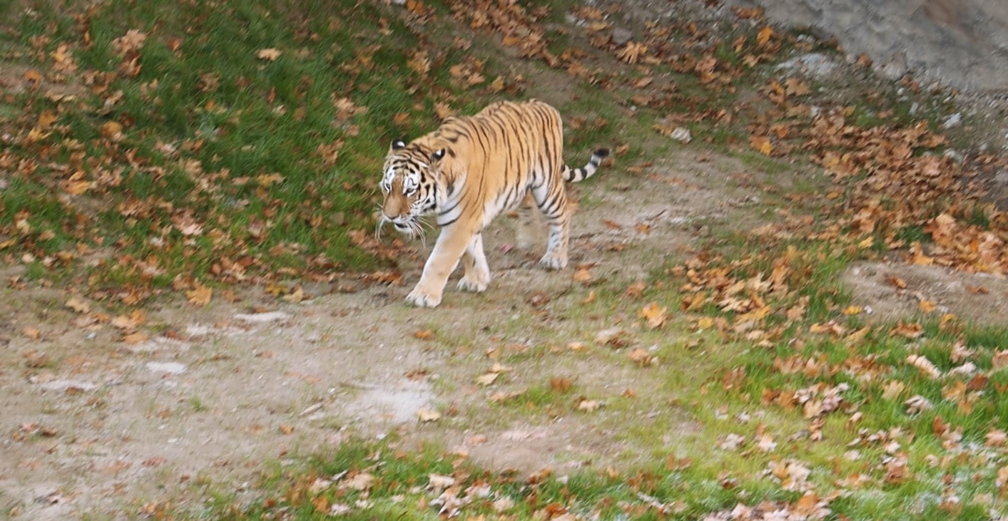 В Харьковском зоопарке на «Тропу тигра» вышел тигр Елисей (фото, видео)