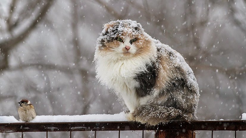Зима в Харькове начнется снегом