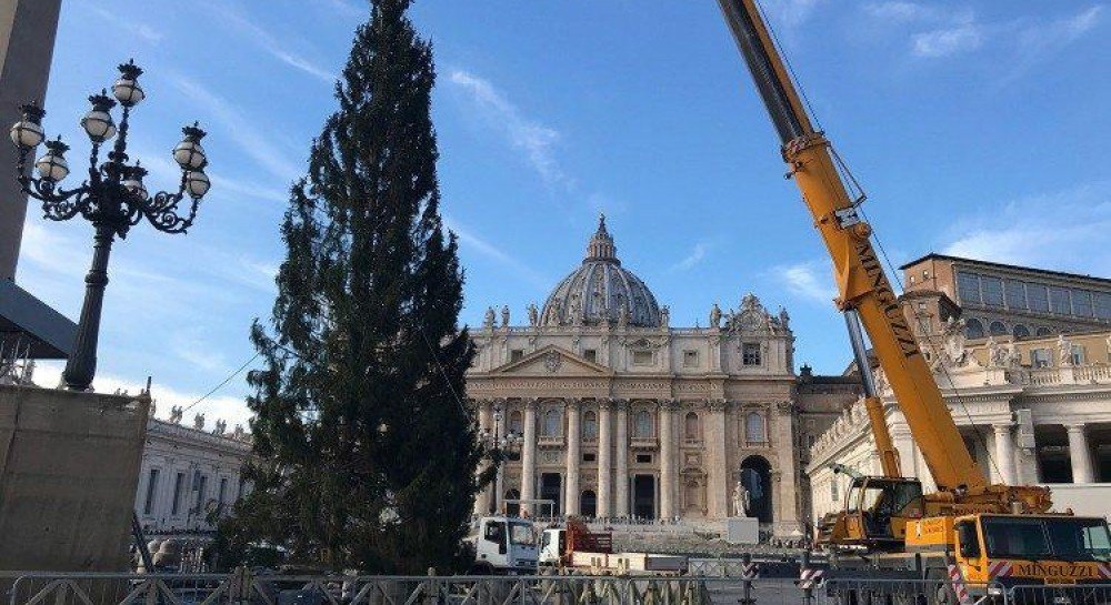 На площади св. Петра в Ватикане установили 28-метровую новогоднюю елку (фото)