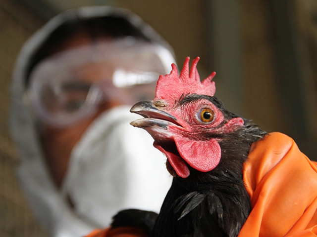В Англии в центре спасения диких птиц обнаружен птичий грипп