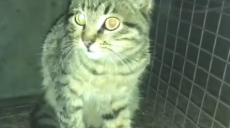 Полицейские достали кошку с рельс метро в Харькове (видео)