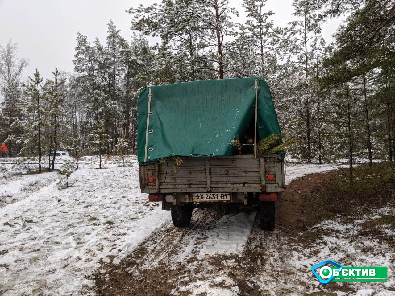 Харьковчан успокоили – покупая живую елку вы не вредите природе