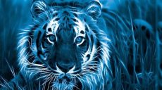 Кому принесет успех год Тигра – харьковский астролог