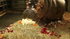 В Харьковском зоопарке отметят день рождения бегемотихи