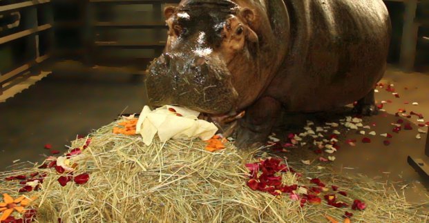 В Харьковском зоопарке отметят день рождения бегемотихи