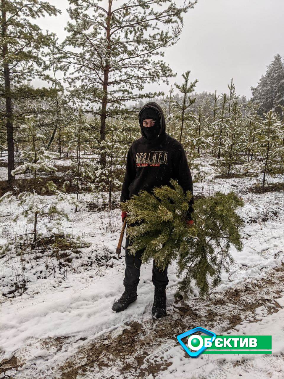 Харьковские лесхозы начали вырубку елок для новогодних праздников