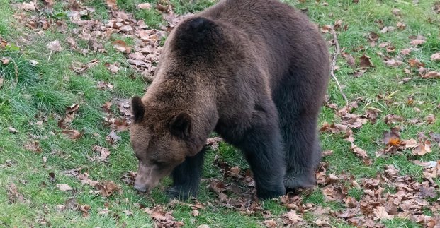 В Харьковском зоопарке медведи готовятся к зимнему сну