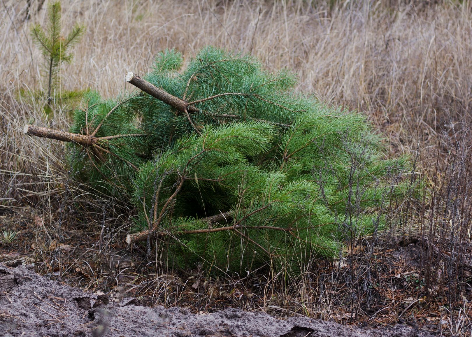Нарушителя из Харьковской области поймали в лесу со срубленными соснами (фото)