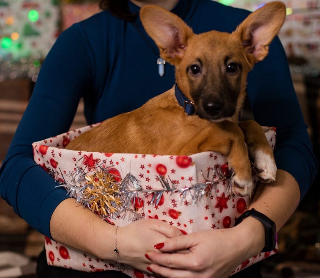 Харьковчан приглашают на новогоднюю фотосессию с бездомными животными (фото)