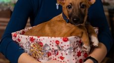 Харьковчан приглашают на новогоднюю фотосессию с бездомными животными (фото)