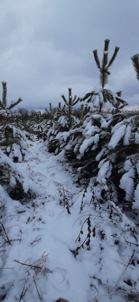 На Харьковщине мороз мешает рубить новогодние елки