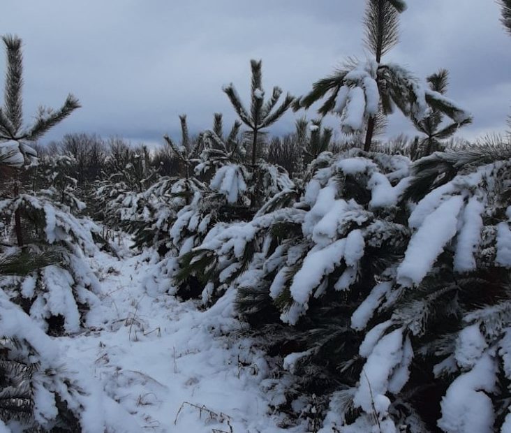 На Харьковщине мороз мешает рубить новогодние елки