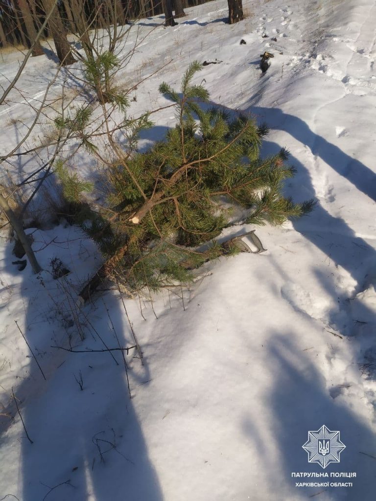 В Харькове копы поймали мужчину с незаконно срубленными новогодними деревьями (фото)