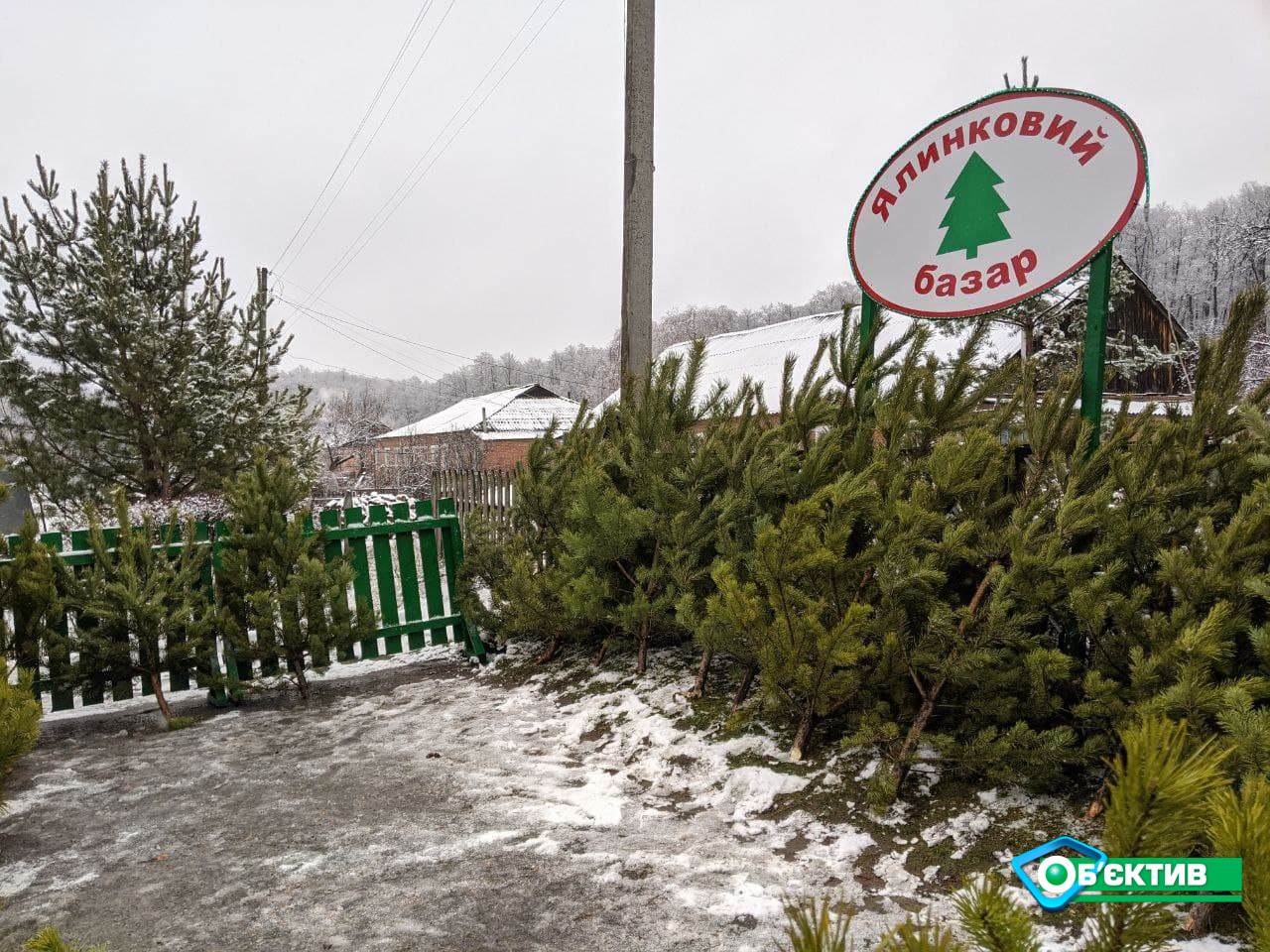 В Изюмском лесхозе готовы вырубить к Новому году 4 тысячи елок 