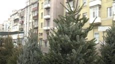 В Украине средняя цена новогодней елки в лесхозах – 105 гривен — Гослесагентство
