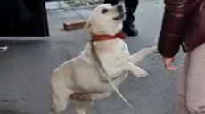 В Харькове собаку нашли и вернули хозяевам спустя неделю после пропажи (видео)