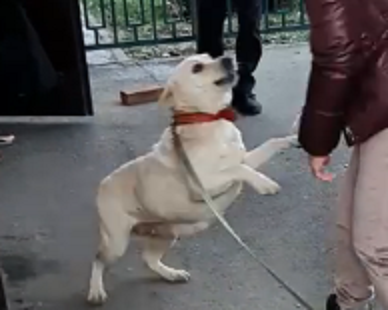 В Харькове собаку нашли и вернули хозяевам спустя неделю после пропажи (видео)